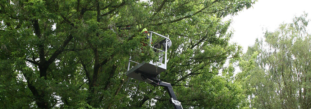 Oberland-Forst-Baumpflege-001