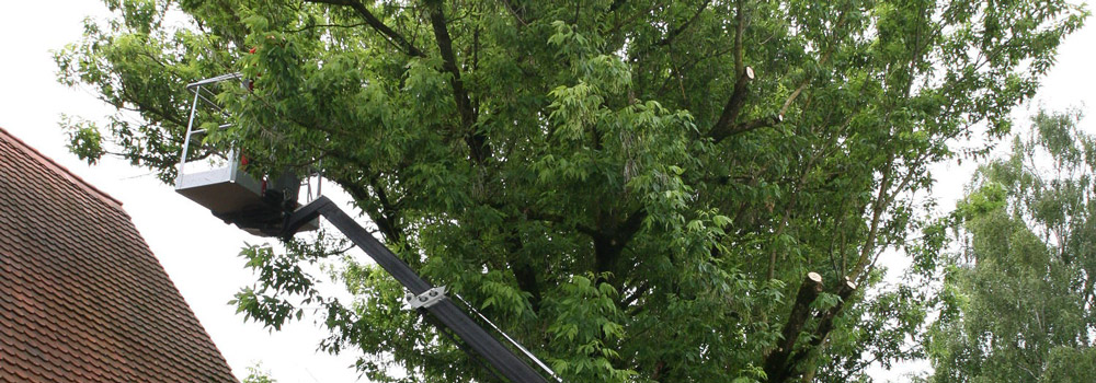 Oberland-Forst-Baumpflege-003