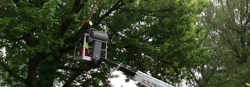 Oberland-Forst-Baumpflege-005